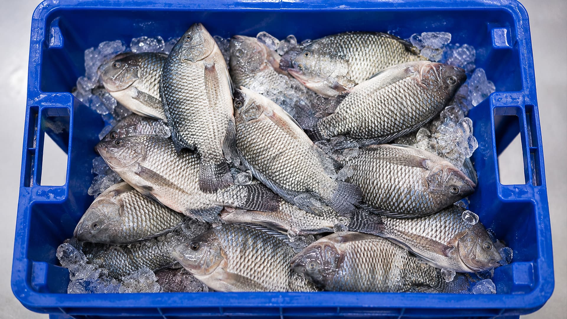 Tilapias frais conditionnés sur glace en caisse de transport