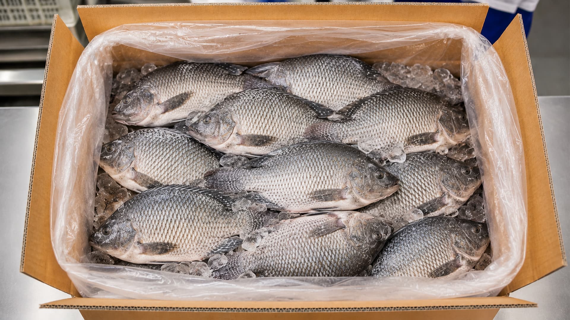 Tilapia — Conditionnement glacé export