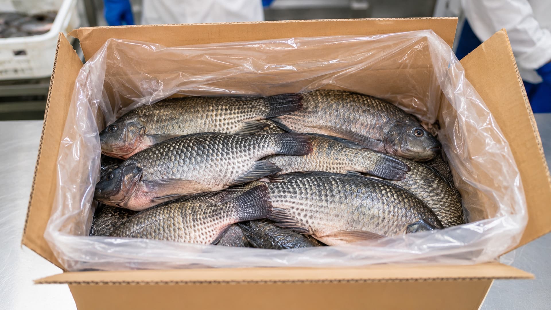 Tilapia — Carton 10 kg, sous film