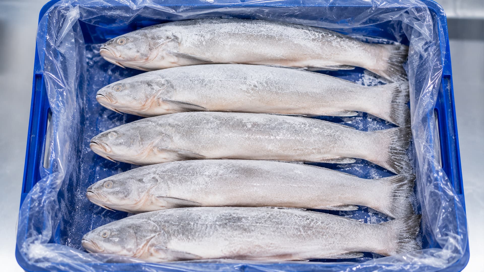 Poisson blanc — Surgelé, caisse de transport