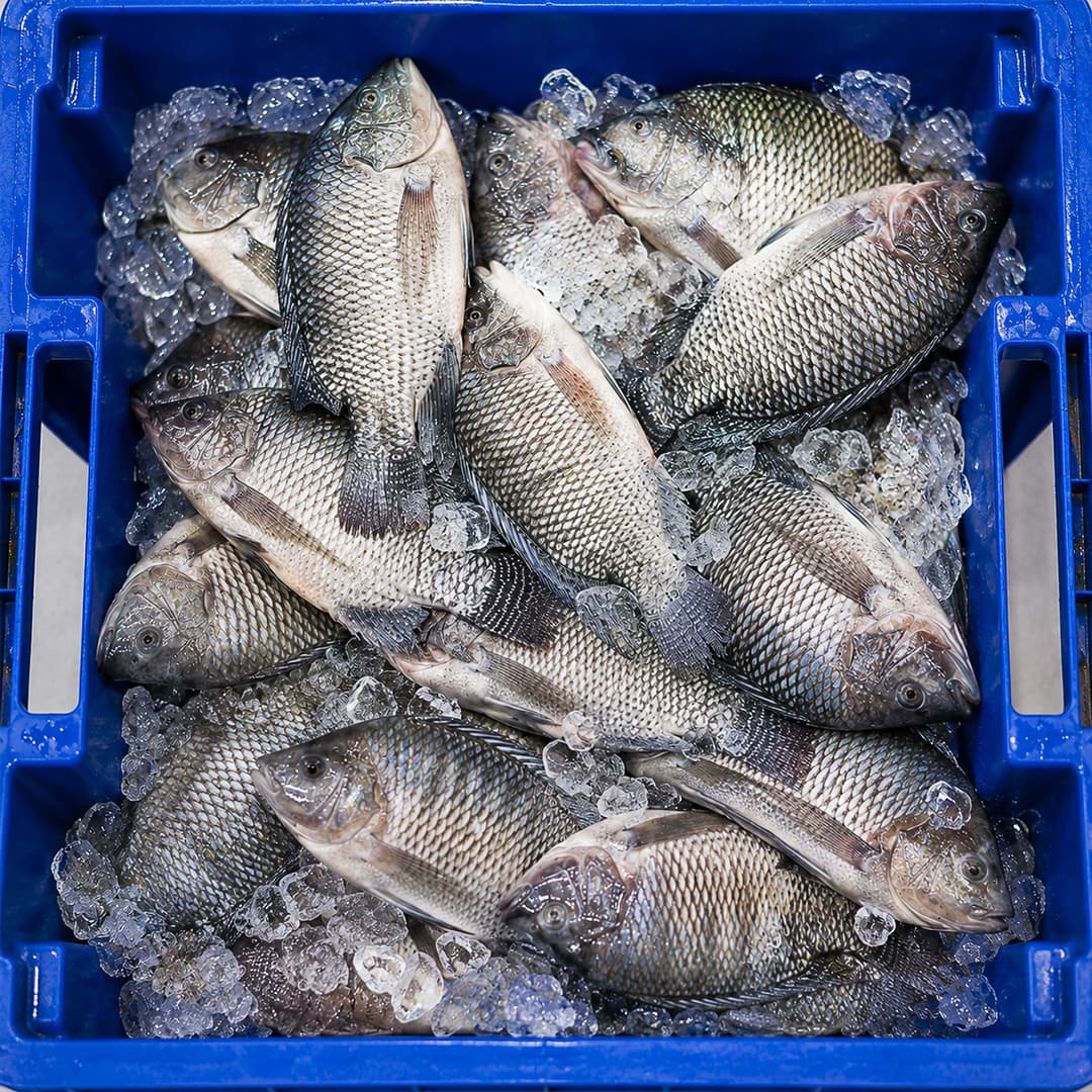 Tilapias frais conditionnés sur glace en caisse de transport