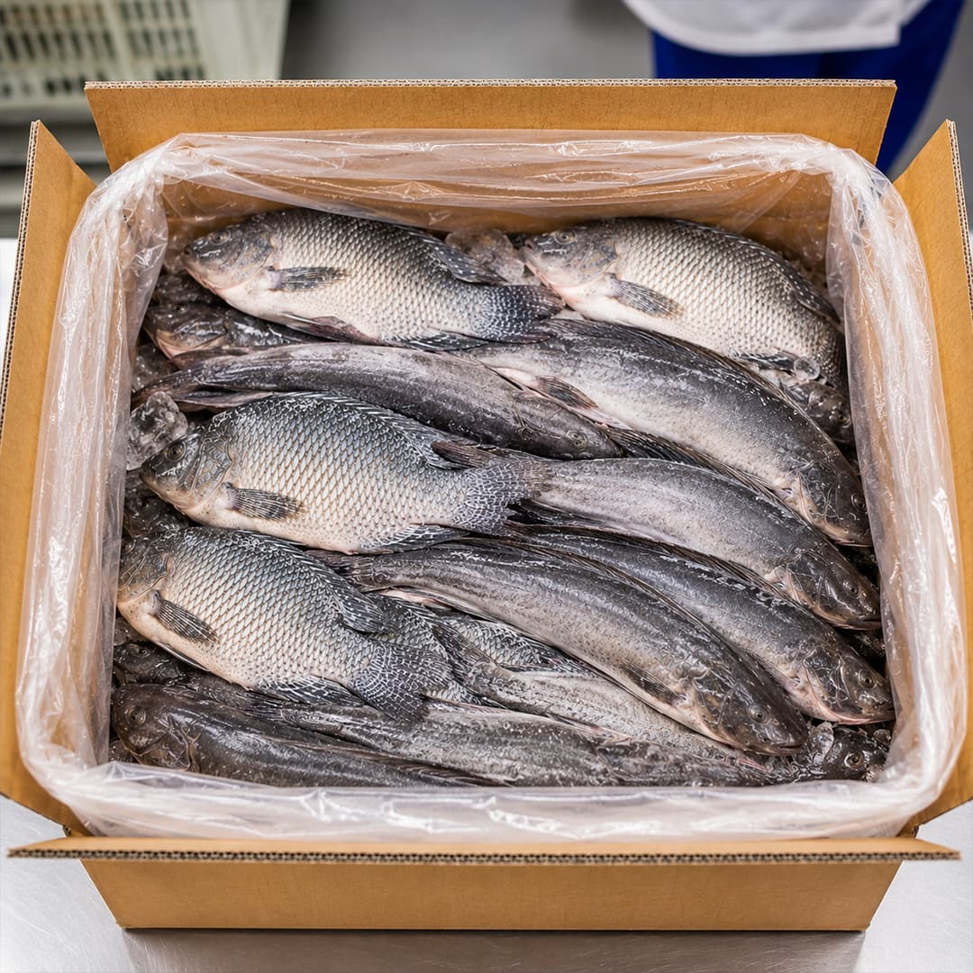 Tilapia — Conditionnement glacé export