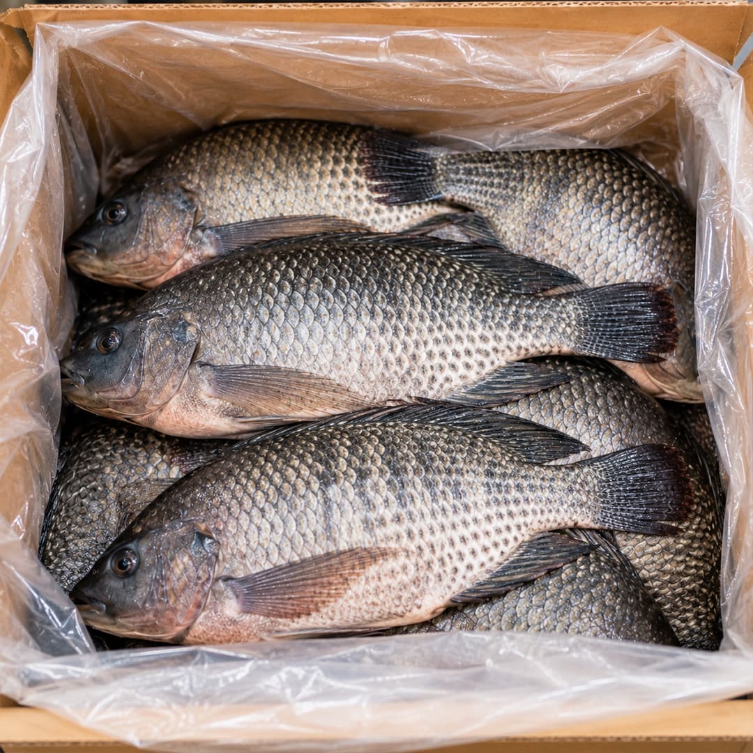 Tilapia — Carton 10 kg, sous film