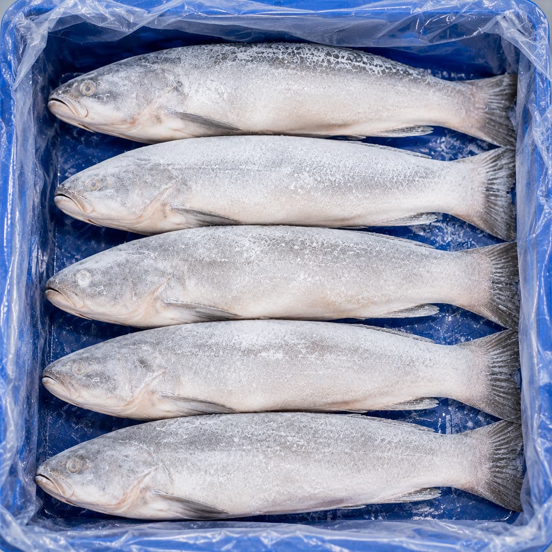 Poisson blanc — Surgelé, caisse de transport